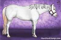 Horse Color:Buckskin Frame Appaloosa Rabicano
