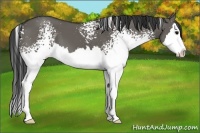 Horse Color:White Spotted Grullo Splash 