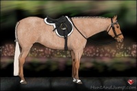 Horse Color:Silver Bay Roan 