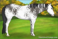 Horse Color:White Spotted Grullo 
