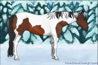 Horse Color:Bay Tobiano 
