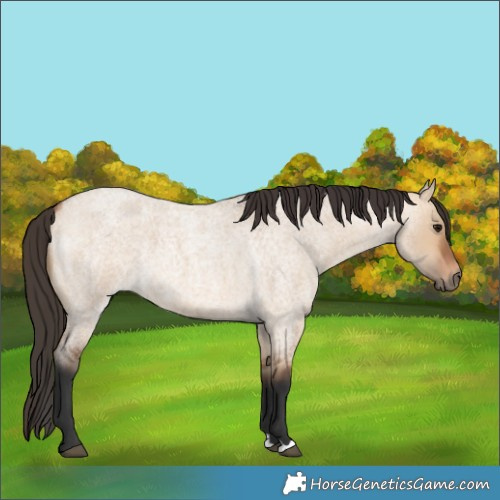 Horse Color:Bay Roan Dun 