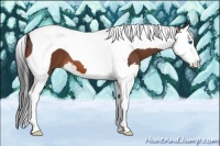 Horse Color:Bay Splash Tobiano 