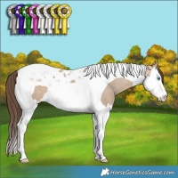 Horse Color:Bay Dun Splash Tobiano Appaloosa 