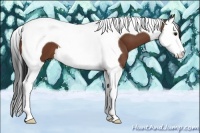 Horse Color:Bay Splash Tobiano 
