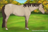 Horse Color:Classic Champagne Roan Dun 
