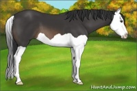 Horse Color:Buckskin Splash 