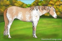 Horse Color:White Spotted Gold Champagne Splash