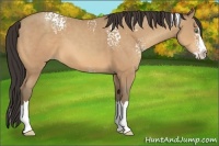 Horse Color:White Spotted Amber Champagne Splash 