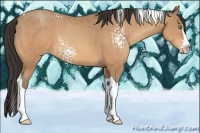 Horse Color:White Spotted Amber Champagne Splash Tobiano