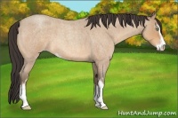 Horse Color:Amber Champagne Roan Sabino