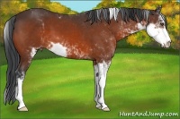 Horse Color:Bay Sabino