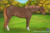 Horse Color:Chestnut Sabino