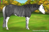 Horse Color:Smoky Black Splash Rabicano