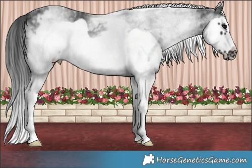 Horse Color:White Spotted Black Sabino Splash Frame 