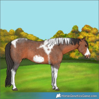 Horse Color:Brown Sabino Tobiano Frame Rabicano 
