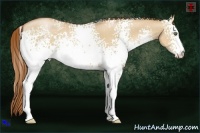 Horse Color:White Spotted Red Dun Pearl 