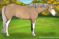 Horse Color:Silver Bay Dun Sabino