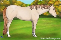 Horse Color:Buckskin Pearl 