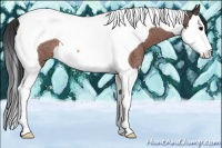 Horse Color:Bay Roan Splash Tobiano Rabicano