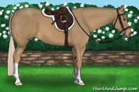 Horse Color:Palomino 