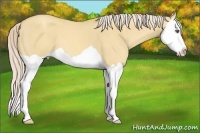 Horse Color:Gold Cream Champagne Dun Splash 