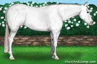 Horse Color:Bay Tobiano Appaloosa Rabicano 