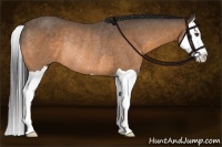 Horse Color:Buckskin Splash Rabicano