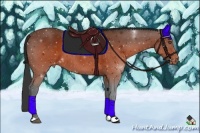 Horse Color:Brown Appaloosa