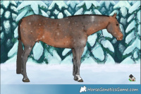 Horse Color:Brown Appaloosa 