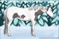 Horse Color:Grullo Splash Tobiano 
