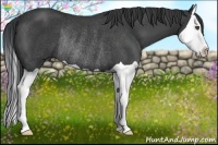 Horse Color:Black Splash Rabicano 