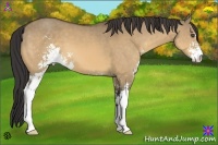 Horse Color:Buckskin Dun Sabino 