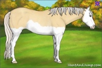 Horse Color:Silver Amber Champagne Dun Splash Rabicano