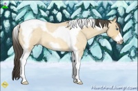 Horse Color:Amber Cream Champagne Roan Tobiano Frame 