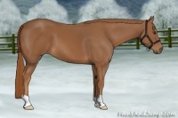 Horse Color:Chestnut 