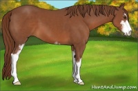 Horse Color:Chestnut Sabino 