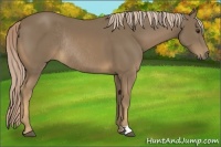 Horse Color:Chocolate Palomino Rabicano 