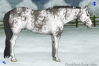 Horse Color:White Spotted Grullo