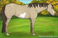 Horse Color:Classic Cream Champagne Dun Sabino Splash Frame 
