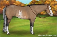 Horse Color:Bay Dun Sabino Splash Rabicano