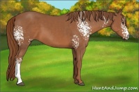 Horse Color:White Spotted Chestnut 