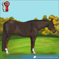 Horse Color:Liver Chestnut