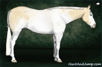 Horse Color:White Spotted Silver Classic Champagne Dun Sabino Splash 