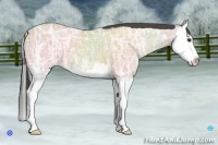 Horse Color:Buckskin Ice Dun Splash 