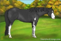 Horse Color:Black Sabino