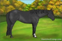 Horse Color:Black Sabino Frame