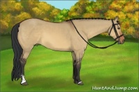 Horse Color:Bay Dun Sabino