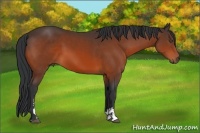 Horse Color:Bay Sabino 