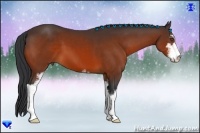 Horse Color:Bay Sabino 